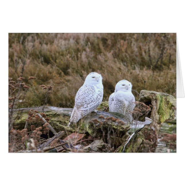 Snowy Owl Couple (Front Horizontal)