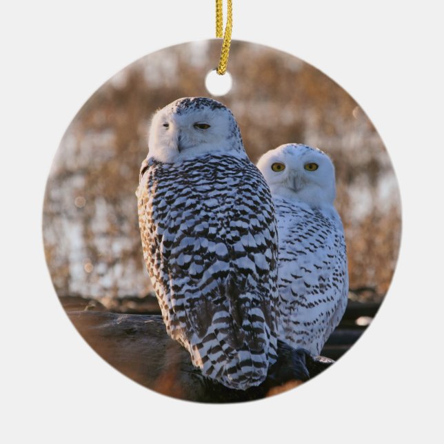 Snowy Owl Couple Ceramic Tree Decoration (Front)