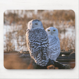 Snowy Owl Couple Mouse Mat