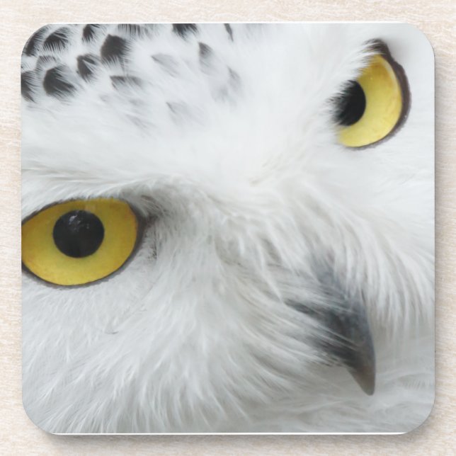 Snowy Owl Eyes Coaster (Front)