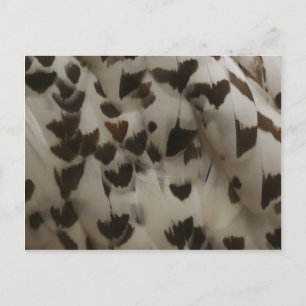 Snowy Owl Feathers Postcard