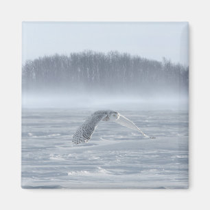 Snowy Owl Flying In Winter Magnet