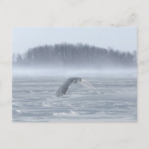 Snowy Owl Flying In Winter Postcard