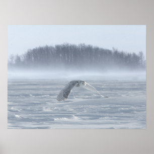 Snowy Owl Flying In Winter Poster