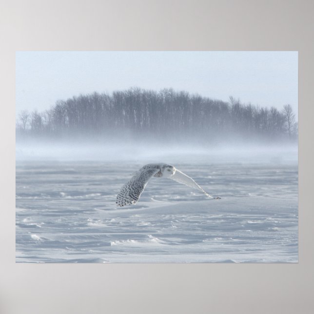 Snowy Owl Flying In Winter Poster (Front)