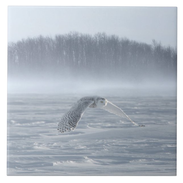 Snowy Owl Flying In Winter Tile (Front)