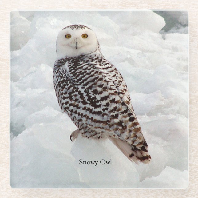 Snowy Owl glass coaster (Front)