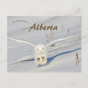 Snowy Owl In Albert Canada Postcard