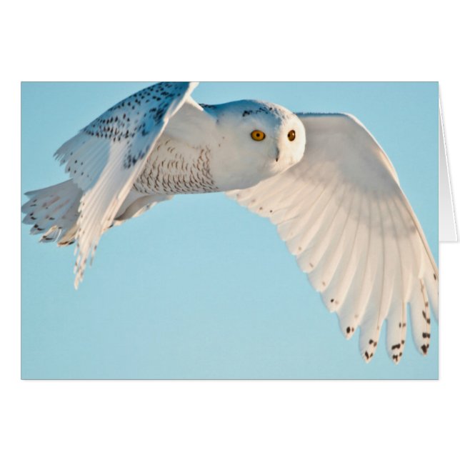 Snowy Owl in flight (Front Horizontal)