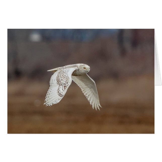Snowy owl in flight (Front Horizontal)