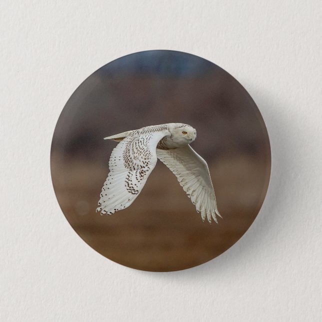 Snowy owl in flight 6 cm round badge (Front)