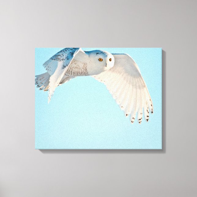 Snowy Owl in flight Canvas Print (Front)