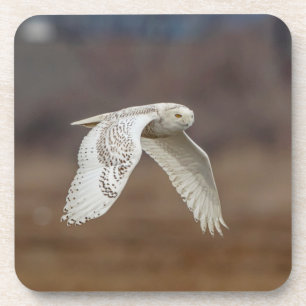 Snowy owl in flight coaster