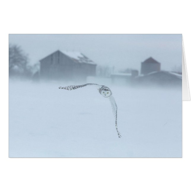 Snowy Owl In Flight In Winter (Front Horizontal)