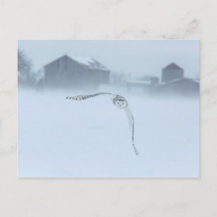 Snowy Owl In Flight In Winter Postcard