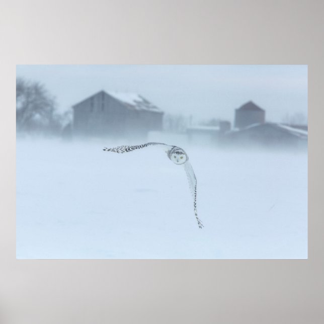 Snowy Owl In Flight In Winter Poster (Front)