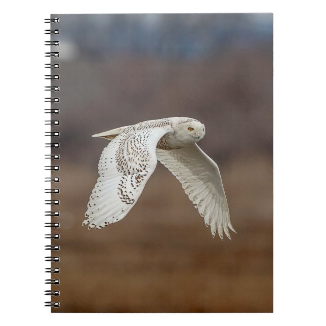 Snowy owl in flight notebook (Front)