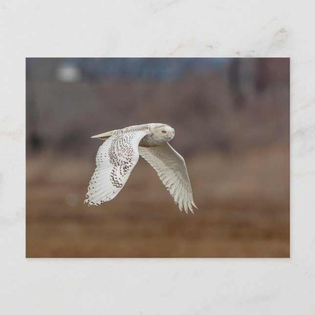 Snowy owl in flight postcard (Front)
