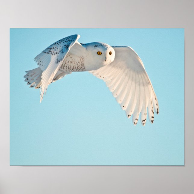 Snowy Owl in flight Poster (Front)