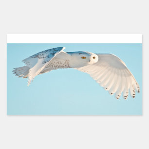 Snowy Owl in flight Rectangular Sticker