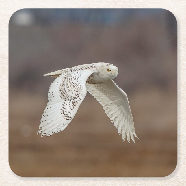 Snowy owl in flight square paper coaster (Front)