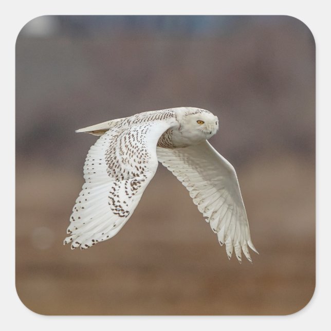 Snowy owl in flight square sticker (Front)