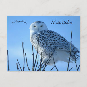 Snowy Owl in Manitoba Canada Postcard