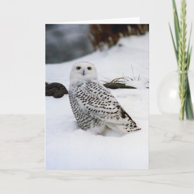 Snowy Owl in The Evening Shadows Card (Front)