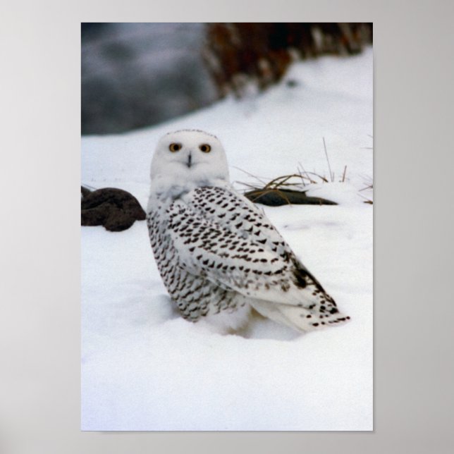 Snowy Owl in the Snow Poster Print (Front)