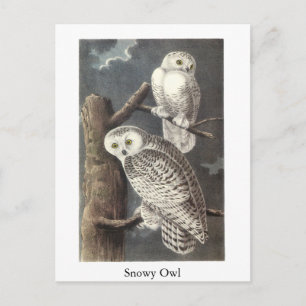 Snowy Owl, John Audubon Postcard