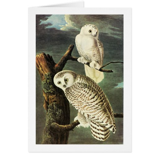 Snowy Owl, John James Audubon Card | Zazzle
