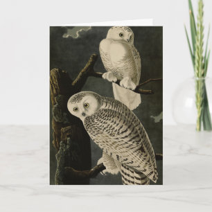 Snowy Owl, John James Audubon's Birds of America Card