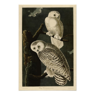 Snowy Owl, John James Audubon's Birds of America Photo Print
