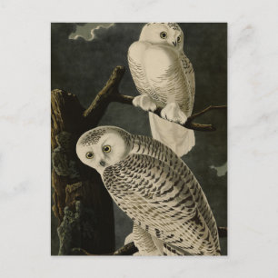 Snowy Owl, John James Audubon's Birds of America Postcard