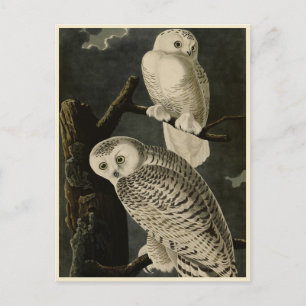 Snowy Owl, John James Audubon's Birds of America Postcard
