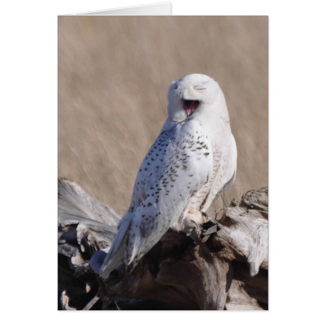 Snowy Owl Laughs! (Front)