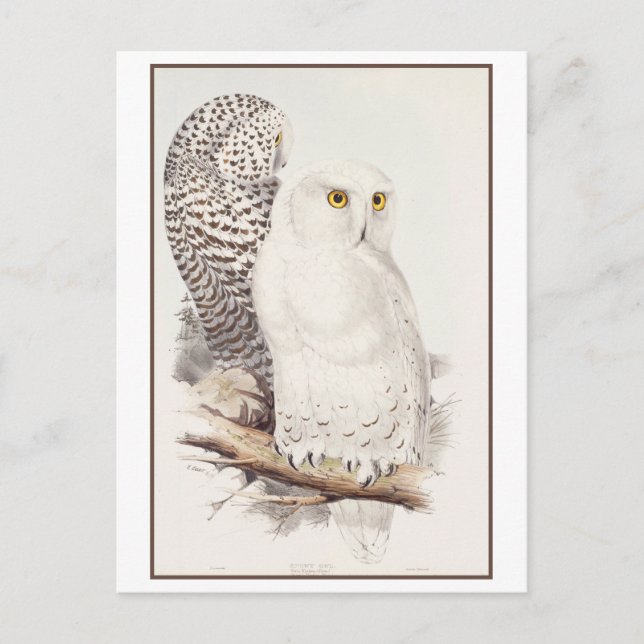 Snowy Owl Lithograph by Edward Lear Postcard (Front)
