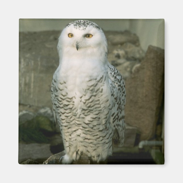 Snowy Owl magnet (Front)