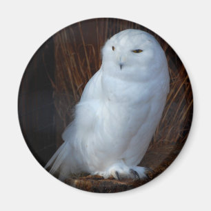 Snowy Owl Magnet