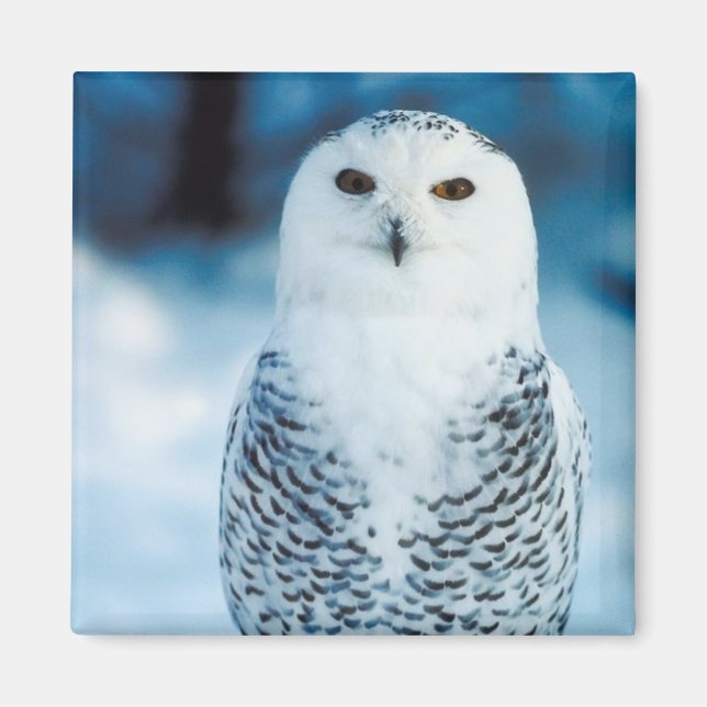 Snowy Owl Magnet (Front)