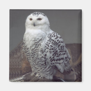 Snowy Owl magnet