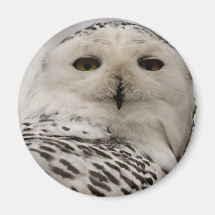 snowy owl magnet