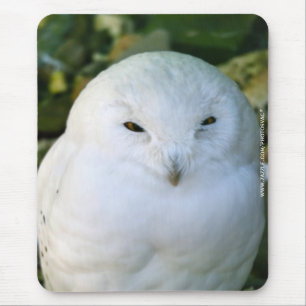 Snowy Owl Mouse Mat