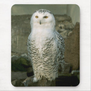 Snowy owl mouse mat