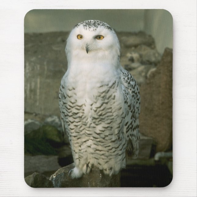 Snowy owl mouse mat (Front)