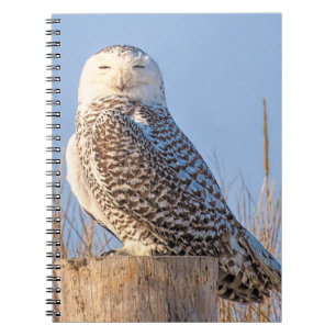 Snowy owl - notebook
