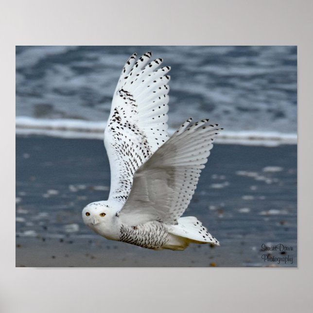 Snowy Owl on Beach  Poster (Front)