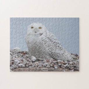 Snowy Owl on shells  Jigsaw Puzzle