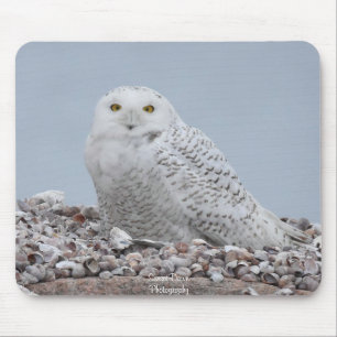 Snowy Owl on shells    Mouse Mat