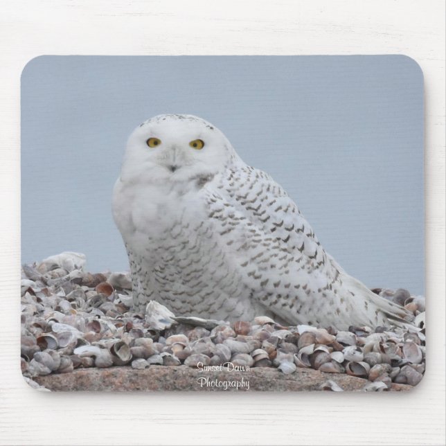 Snowy Owl on shells    Mouse Mat (Front)